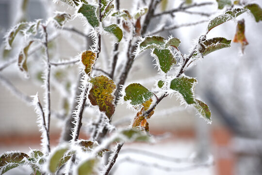 leaf on a branch in frost needles. Morning frost. Rime. Late fall, first frost, on a tree branch. winter background. leaves are covered with white frost. low temperature. beauty of nature. season - Powered by Adobe