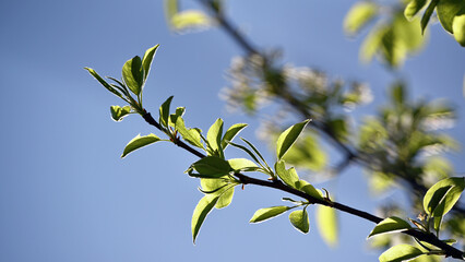 pear tree. a twig with young leaves in the garden. green leaves. Malinae, Spring tide. Branches of pears. close-up. pear in the forest. fruit tree in spring. background