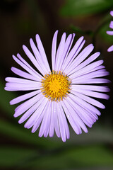 blue chamomile flowers. chamomile with drops after rain, morning dew, moisture on the petals. Beautiful blue flower on a blurred background. delicate purple chamomile with yellow pollen in the center