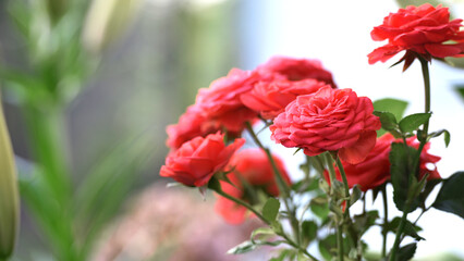Obraz premium pink rose flower background. Red roses on a bush in the garden, close-up. delicate pink rose flower with green leaves. Red Rose Magic. beauty in the garden. concept of romance, gift