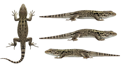 Multiple views of a spotted lizard isolated on a black background