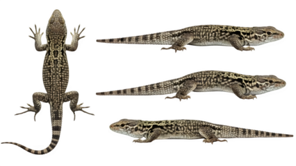 Multiple views of a spotted lizard isolated on a black background