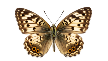 Detailed macro photograph of a brown and cream patterned butterfly specimen