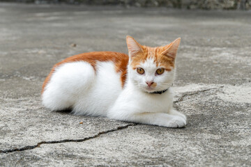 Orange And White Cat Resting On Concrete Ground, Lying With Calm Gaze