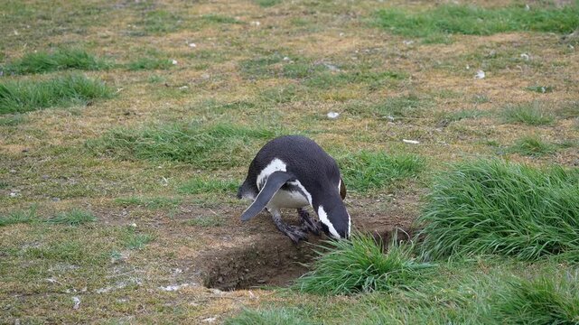 Punta Arenas, Chile: Slow motion footage of a megallanic penguin walking out of nest in Magdalena island, national park near Puntas Arenas of Patagonia in Chile
