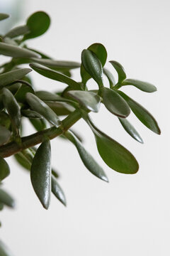 Geldbaum oder Pfennigbaum - Crassula ovata