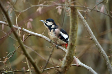 Close-up of great spotted woodpecker Dendrocopos major at hazel bush at Swiss city of Z&uuml;rich on a winter day. Photo taken December 26th, 2025, Zurich, Switzerland.