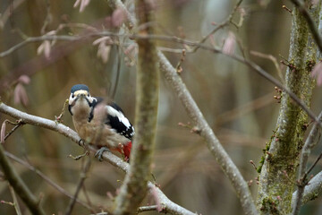 Close-up of great spotted woodpecker Dendrocopos major at hazel bush at Swiss city of Z&uuml;rich on a winter day. Photo taken December 26th, 2025, Zurich, Switzerland.
