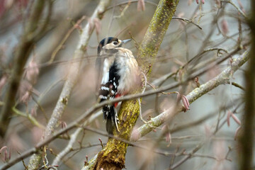 Close-up of great spotted woodpecker Dendrocopos major at hazel bush at Swiss city of Z&uuml;rich on a winter day. Photo taken December 26th, 2025, Zurich, Switzerland.