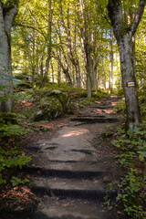 Fototapeta premium Ścieżka z kamiennych bloków biegnąca przez las