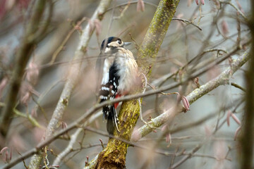 Close-up of great spotted woodpecker Dendrocopos major at hazel bush at Swiss city of Z&uuml;rich on a winter day. Photo taken December 26th, 2025, Zurich, Switzerland.