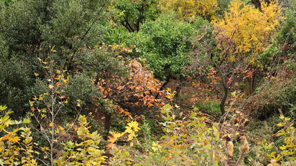 A solitary autumn tree displaying vibrant fall colors, symbolizing seasonal change, natural beauty, and the calm atmosphere of nature.