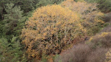 A solitary autumn tree displaying vibrant fall colors, symbolizing seasonal change, natural beauty, and the calm atmosphere of nature.