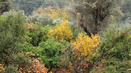 A solitary autumn tree displaying vibrant fall colors, symbolizing seasonal change, natural beauty, and the calm atmosphere of nature.
