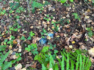 Plastic Bottle Waste in Forest Environment.
Plastic bottle discarded among plants and leaves in forest, highlighting environmental pollution problem.