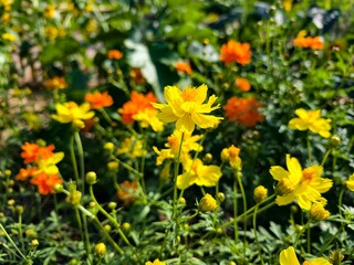 Fototapeta premium Cosmos sulphureus is a popular ornamental flower plant.