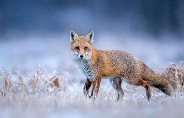 Red fox ( Vulpes vulpes ) in winter scenery