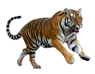 Obraz premium tiger on white background