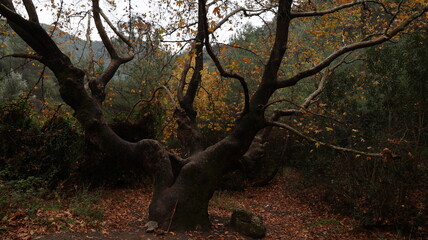 A solitary autumn tree displaying vibrant fall colors, symbolizing seasonal change, natural beauty, and the calm atmosphere of nature.
