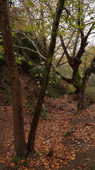 A solitary autumn tree displaying vibrant fall colors, symbolizing seasonal change, natural beauty, and the calm atmosphere of nature.