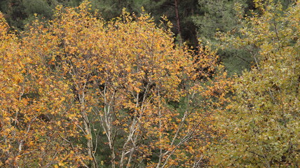 A solitary autumn tree displaying vibrant fall colors, symbolizing seasonal change, natural beauty, and the calm atmosphere of nature.