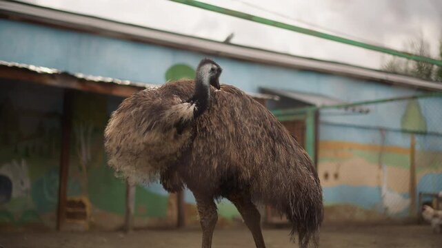 emu in rundown zoo enclosure preening, solitary brown emu ruffles damp feathers against painted mural, rusted poles and chainlink fence visible, overcast sky, slow cinematic camera movement, textured