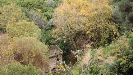 A solitary autumn tree displaying vibrant fall colors, symbolizing seasonal change, natural beauty, and the calm atmosphere of nature.