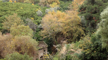 A solitary autumn tree displaying vibrant fall colors, symbolizing seasonal change, natural beauty, and the calm atmosphere of nature.