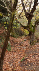 A solitary autumn tree displaying vibrant fall colors, symbolizing seasonal change, natural beauty, and the calm atmosphere of nature.
