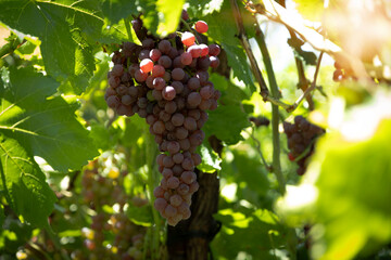 Fototapeta premium Ripening red grapes hanging on a vine in a sunny vineyard, ready for harvest and winemaking, symbolizing nature's abundance and agricultural growth