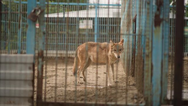 stray dog pacing inside rusted cage, muddy concrete floor, blue peeling metal bars, tense alert posture, distant empty enclosure background, cinematic muted tones, atmosphere of neglect and longing,