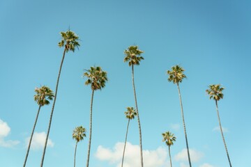 Palm trees in Laguna Beach, Orange County, California © jonbilous