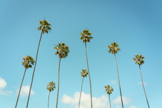 Palm trees in Laguna Beach, Orange County, California