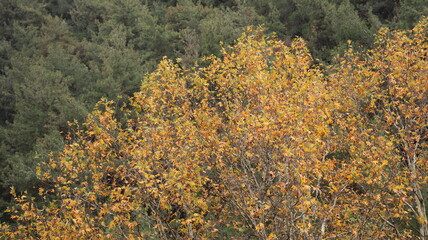 A solitary autumn tree displaying vibrant fall colors, symbolizing seasonal change, natural beauty, and the calm atmosphere of nature.