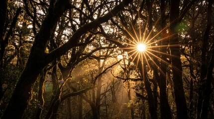 The sun bursts through the branches of a dark forest, casting a magical light and creating a serene scene. 