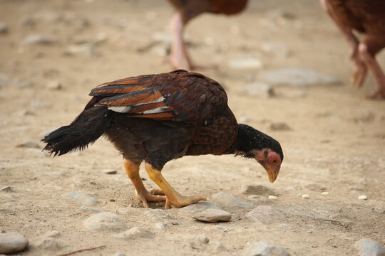 Brown domestic hen pecking for food on a rocky dirt ground in a rural farmyard - Powered by Adobe