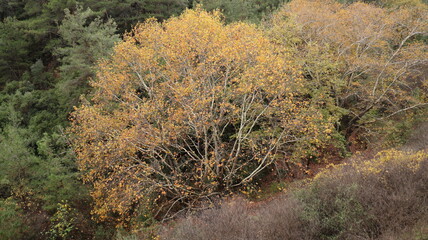 A solitary autumn tree displaying vibrant fall colors, symbolizing seasonal change, natural beauty, and the calm atmosphere of nature.