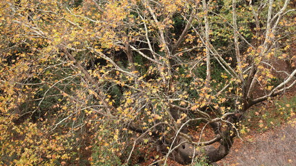 A solitary autumn tree displaying vibrant fall colors, symbolizing seasonal change, natural beauty, and the calm atmosphere of nature.