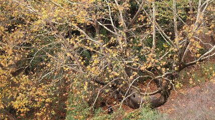 A solitary autumn tree displaying vibrant fall colors, symbolizing seasonal change, natural beauty, and the calm atmosphere of nature.
