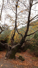 A solitary autumn tree displaying vibrant fall colors, symbolizing seasonal change, natural beauty, and the calm atmosphere of nature.