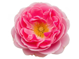 Bright pink flower in full bloom isolated on transparent background