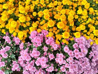 The image shows yellow chrysanthemums, beautiful flowers with thick, sturdy petals that are durable and last for many days. They are commonly grown to decorate homes and public parks, and their vibran © ชุมสาย