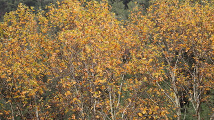 A solitary autumn tree displaying vibrant fall colors, symbolizing seasonal change, natural beauty, and the calm atmosphere of nature.