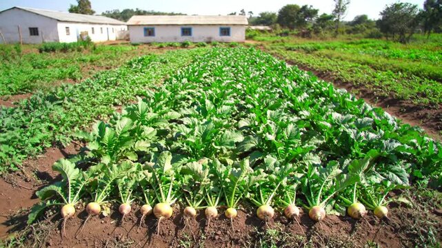 Rows of ripe turnips and leafy greens grow in a sunny agricultural field.