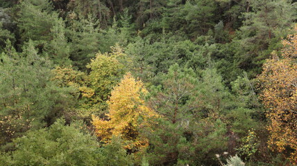 A solitary autumn tree displaying vibrant fall colors, symbolizing seasonal change, natural beauty, and the calm atmosphere of nature.