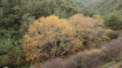 A solitary autumn tree displaying vibrant fall colors, symbolizing seasonal change, natural beauty, and the calm atmosphere of nature.