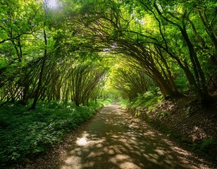 lush green trees arching overhead to form a leafy tunnel along a sunlit forest path in summer