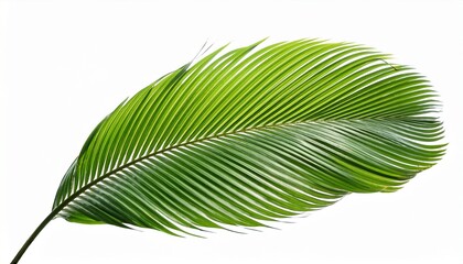 green palm leaf isolated on white background tropical