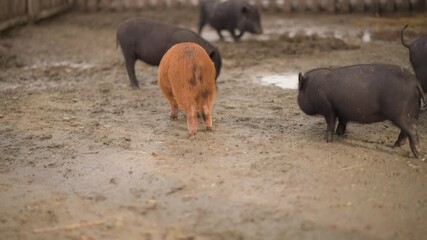 muddy pig pen with pigs feeding, orange potbellied pig and black piglets near concrete trough, shallow puddles on compacted soil, wooden fence backdrop, overcast light with light snow flurries, snouts
