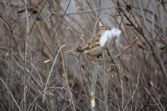 A house sparrow perched on a thin branch in a dense thicket, holding a white downy feather in its beak for nest building